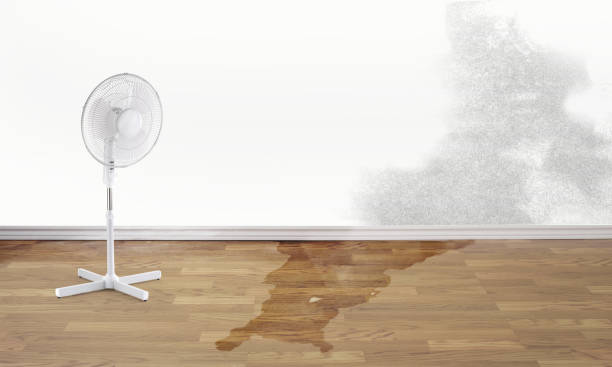 Best Ceiling water damage repair  in Junction City, OR