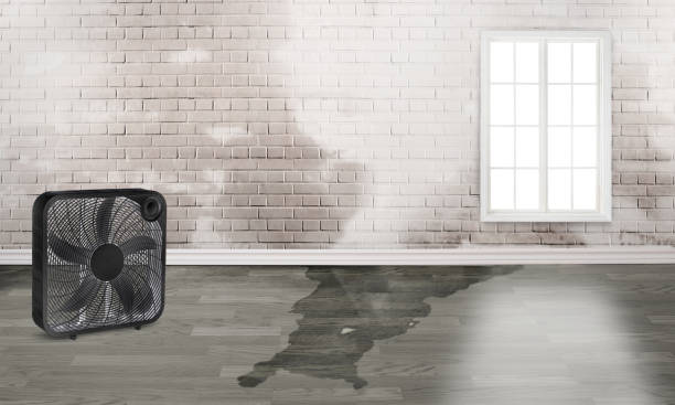 Trusted Junction City, OR Water damage restoration Experts